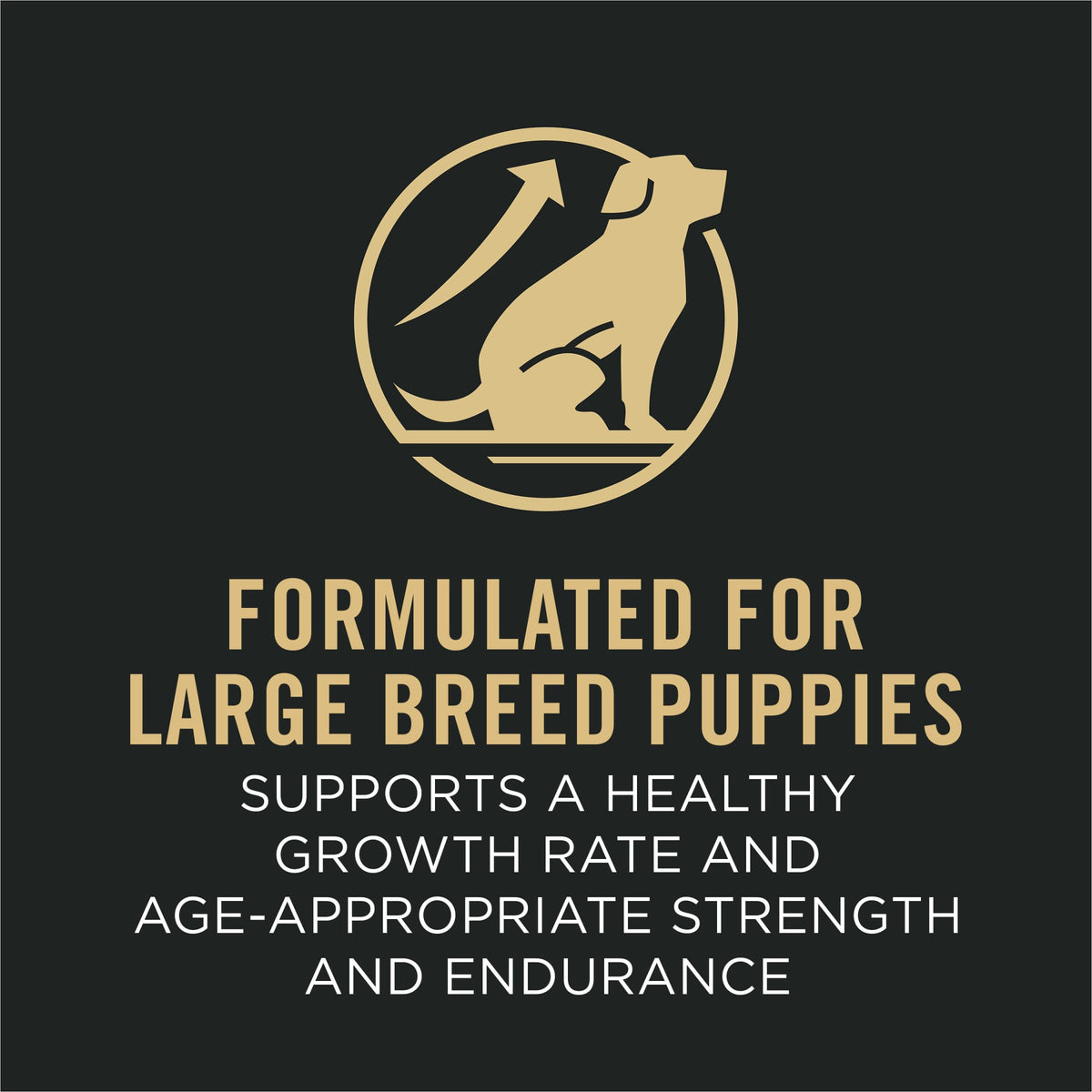 Chicken and Rice High Protein Dog Food 35 lb Z603